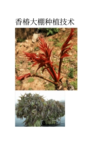 香椿大棚种植技术