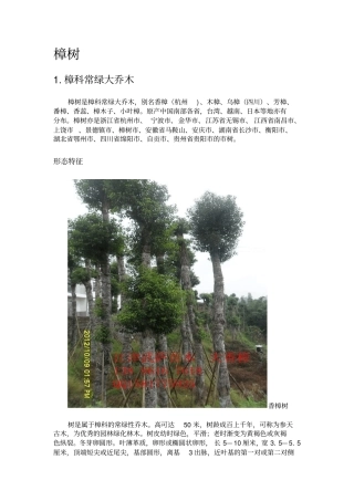 香樟树种植技术