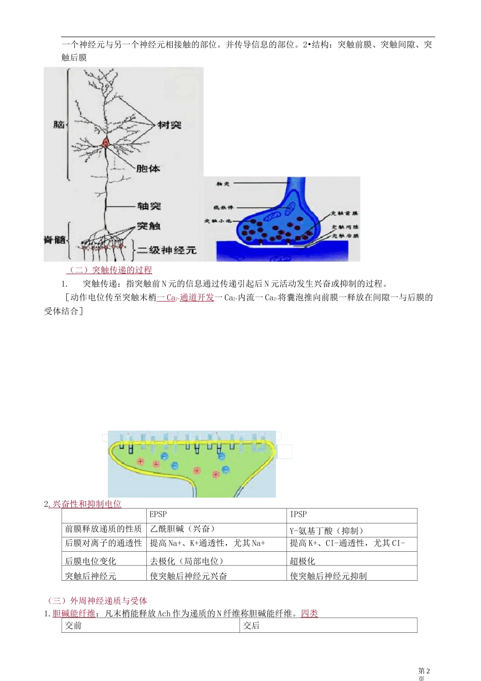 生理学-神经系统_第2页