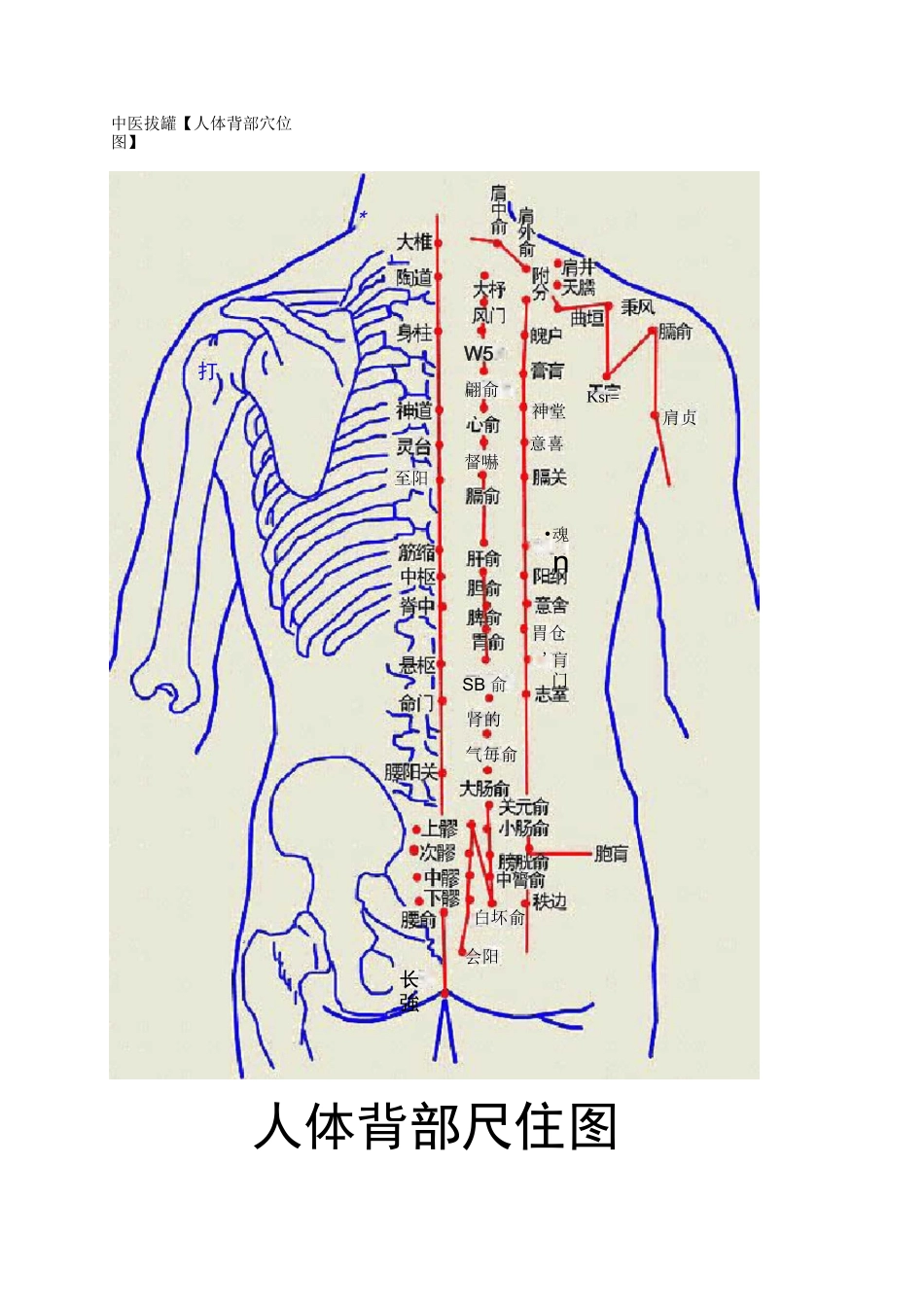 中医拔罐【人体背部穴位图】教案_第1页