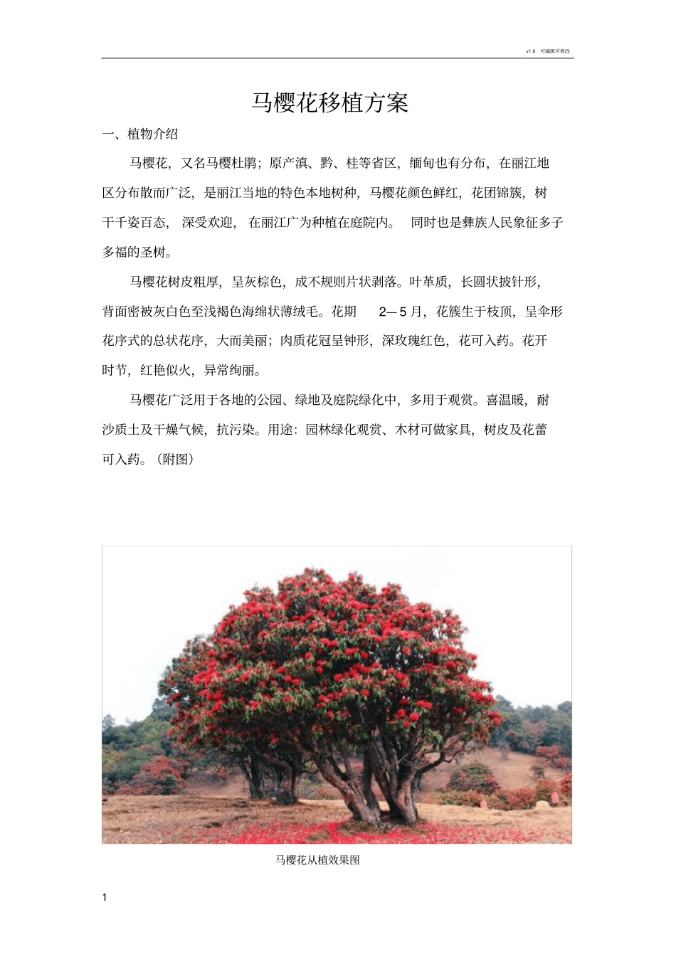 马樱花移植方案_第1页