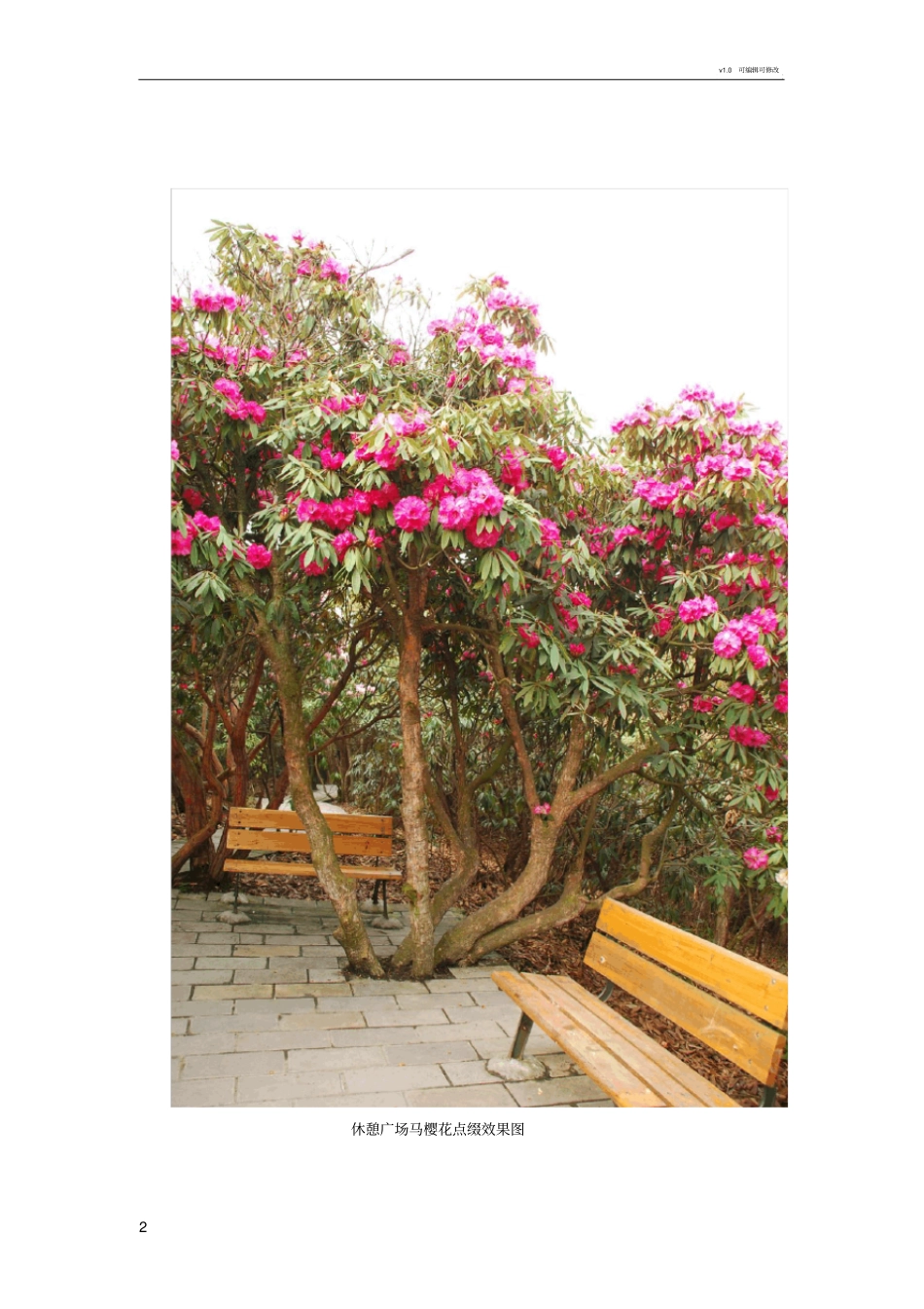 马樱花移植方案_第2页