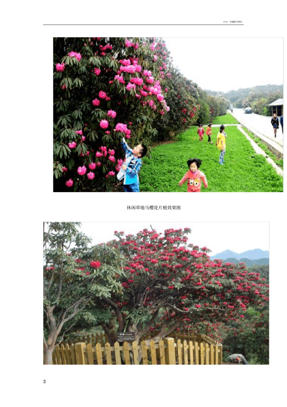 马樱花移植方案_第3页