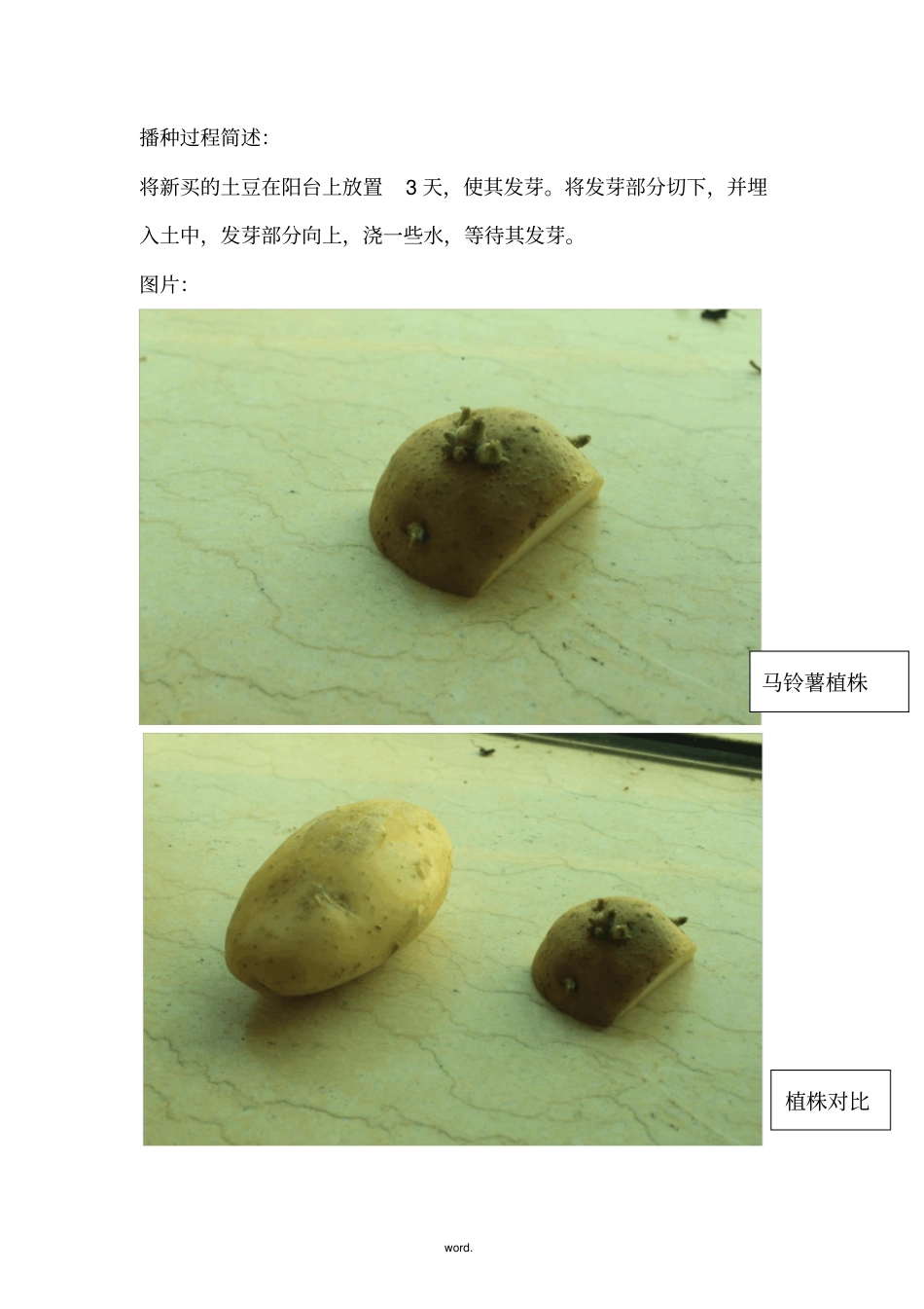 马铃薯无性生殖探究试验-精选_第3页