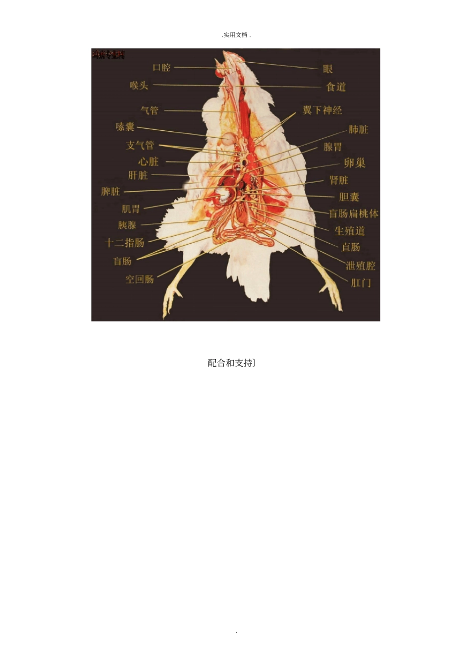 鸡的解剖结构图_第2页
