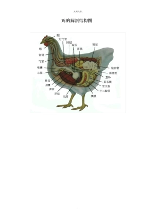 鸡的解剖结构图
