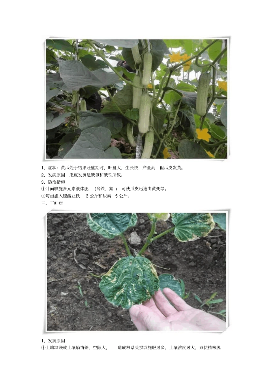 黄瓜生理障害详解重点讲义资料_第2页
