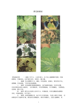 黄瓜缺素症性状及其防治