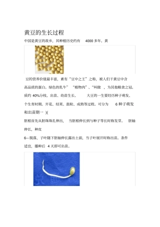 黄豆的生长过程图解