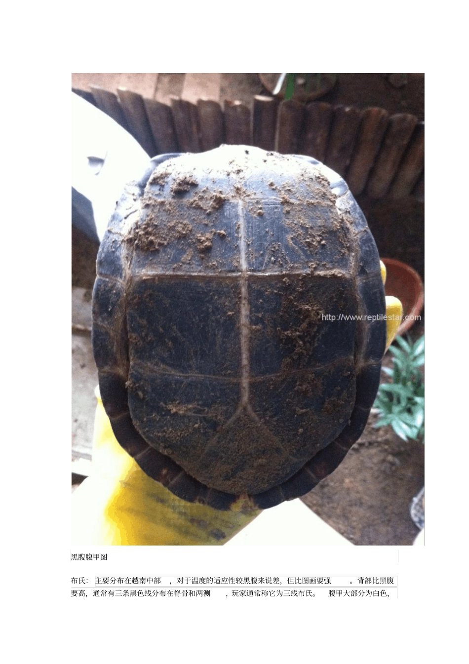 黄额闭壳龟的简介资料_第2页