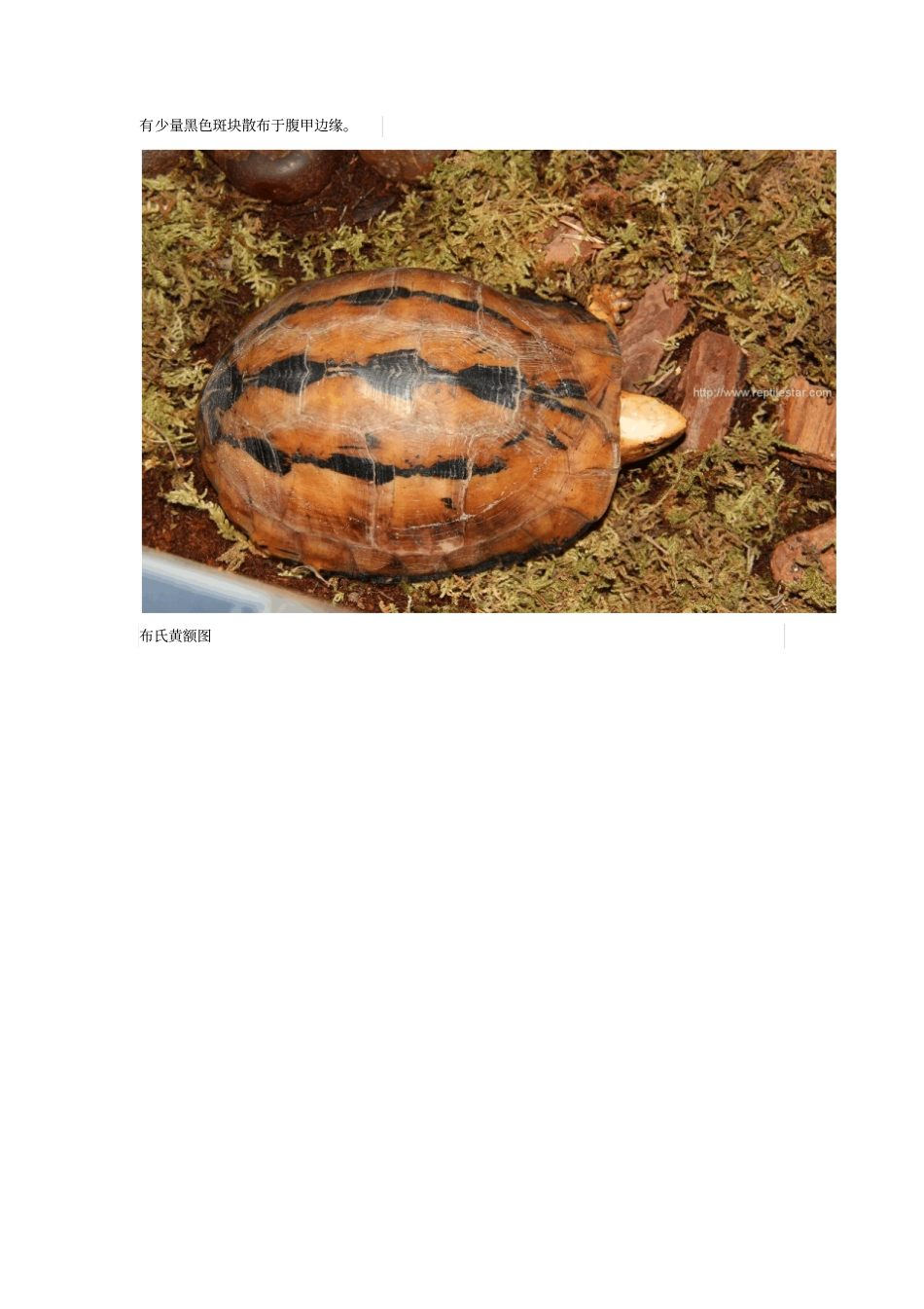黄额闭壳龟的简介资料_第3页