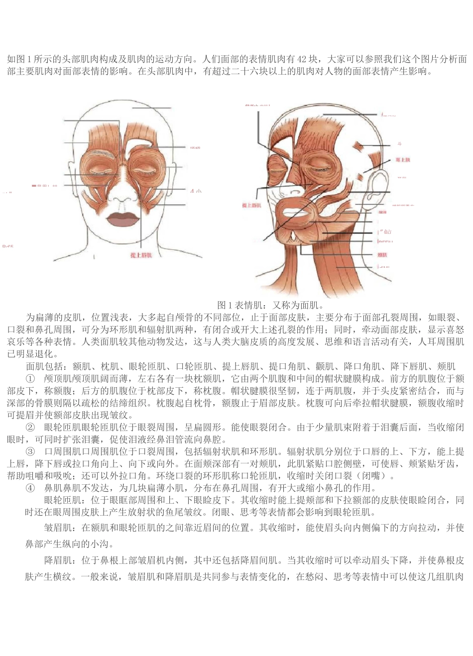 面部肌肉解剖基础_第2页