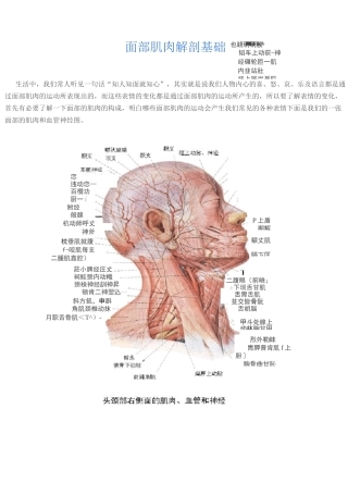 面部肌肉解剖基础