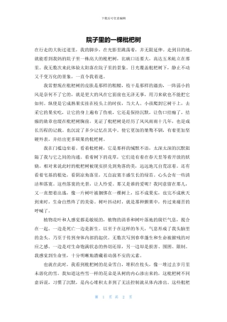 院子里的一棵枇杷树