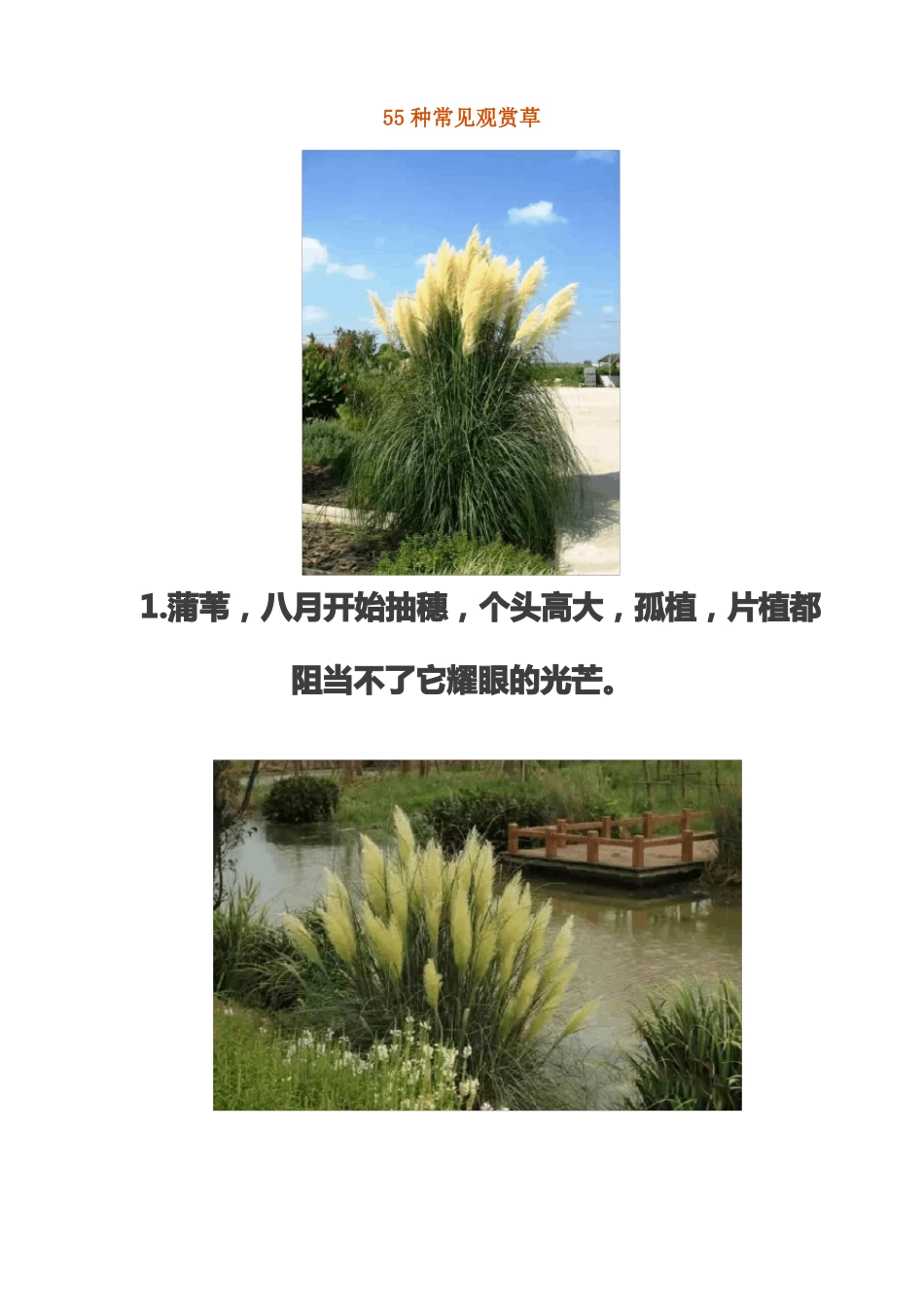 55种常见观赏草_第2页