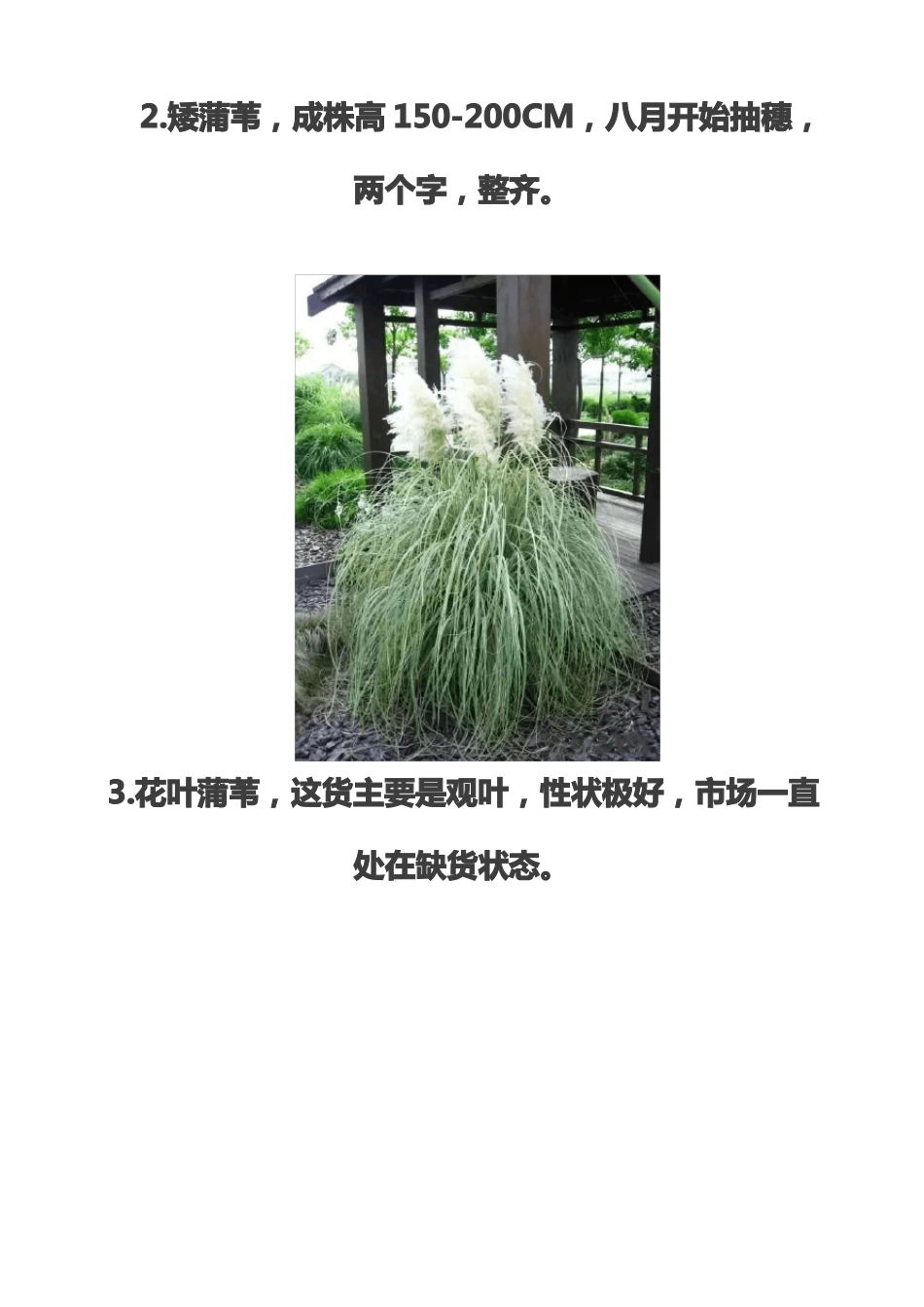 55种常见观赏草_第3页