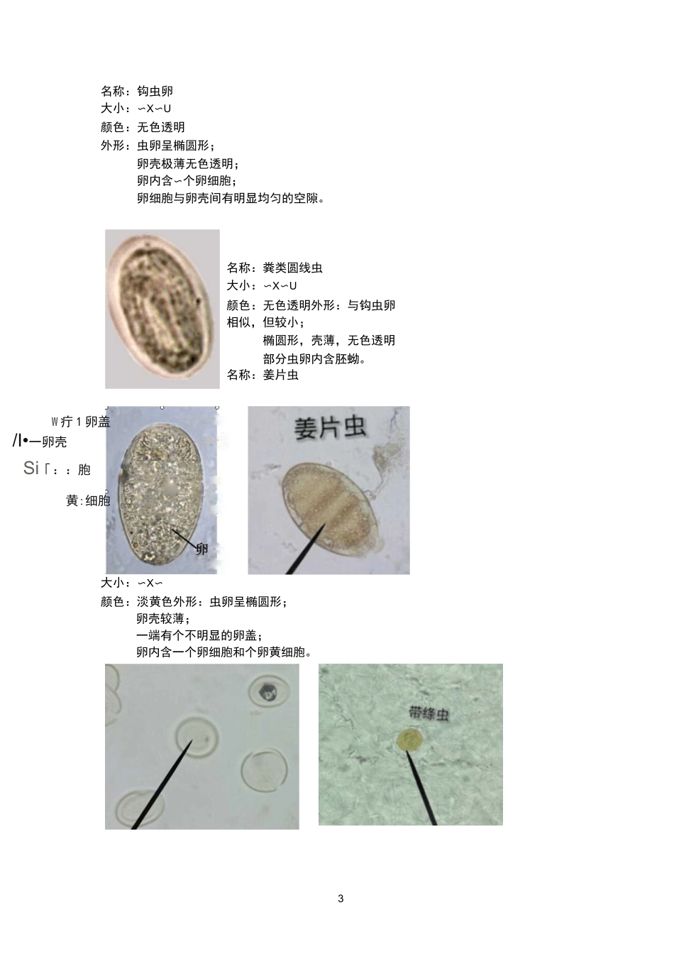 寄生虫虫卵镜下图片汇总_第3页