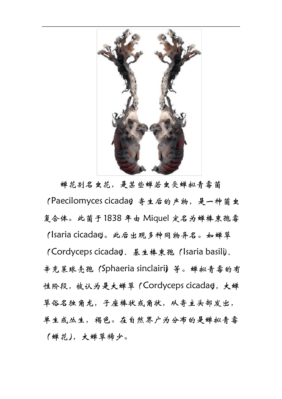 一种被人遗忘的中药材—蝉花_第2页