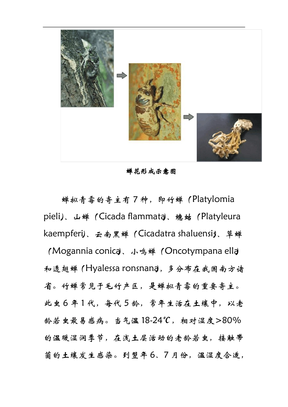 一种被人遗忘的中药材—蝉花_第3页