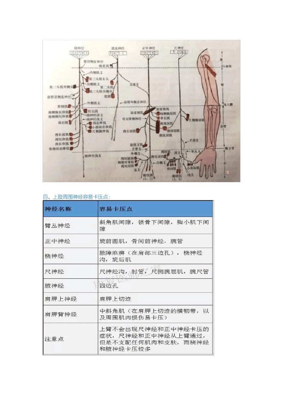 上肢周围神经卡压_第3页