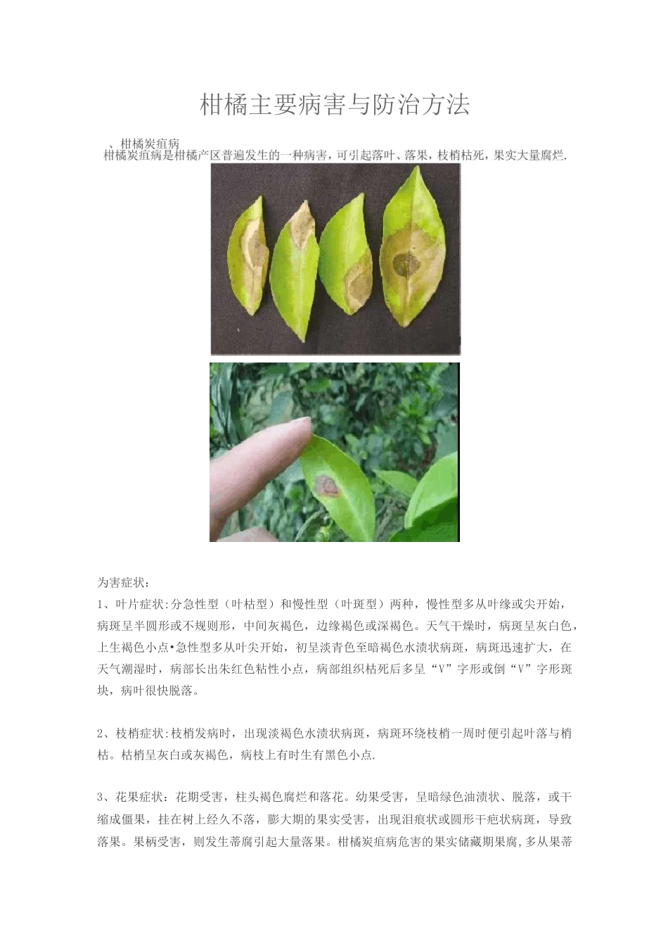 柑橘主要病害与防治方法_第1页