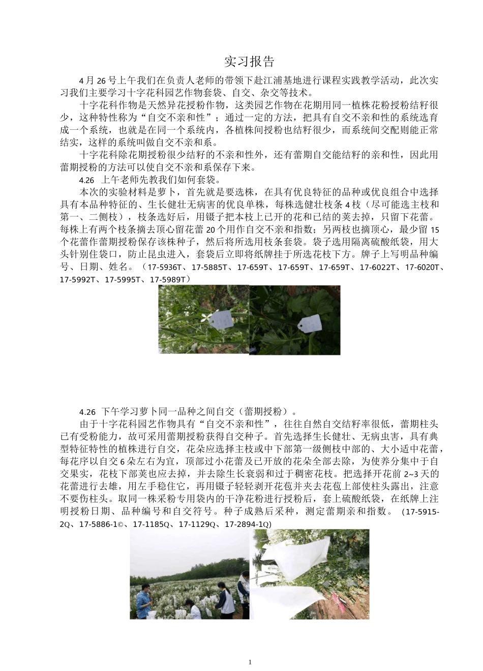 园艺蔬菜育种学十字花科实习报告_第2页