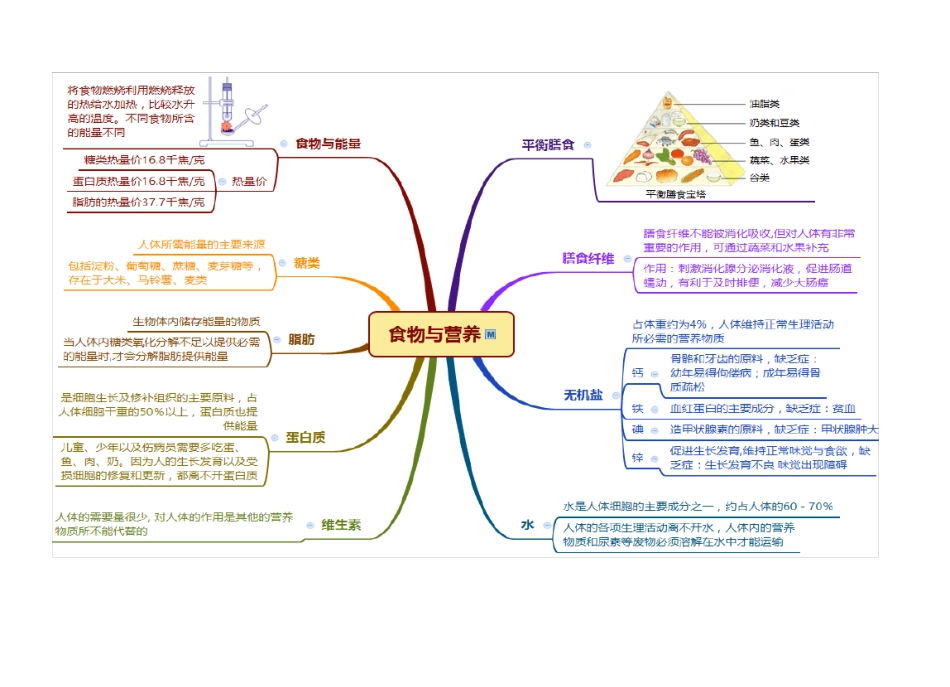 代谢与平衡思维导图_第2页