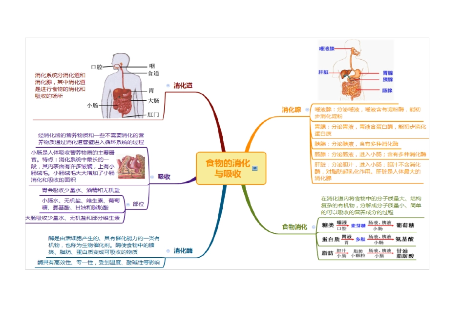 代谢与平衡思维导图_第3页