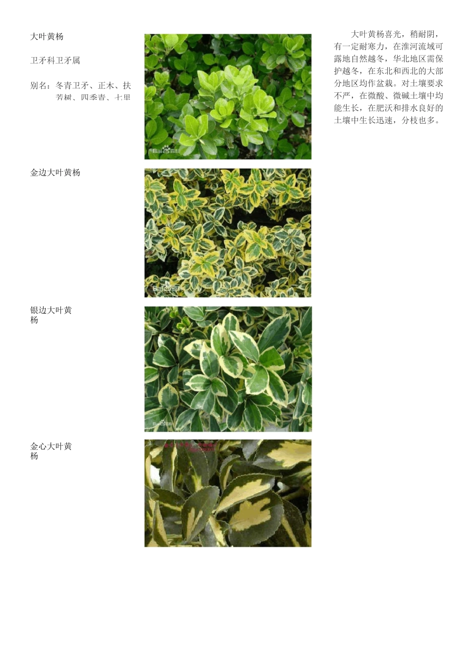 小区常用植物品种类别_第2页