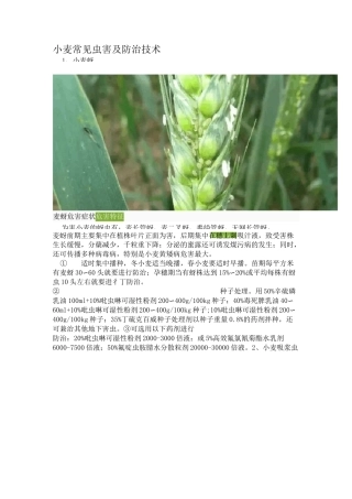 小麦常见虫害及防治技术