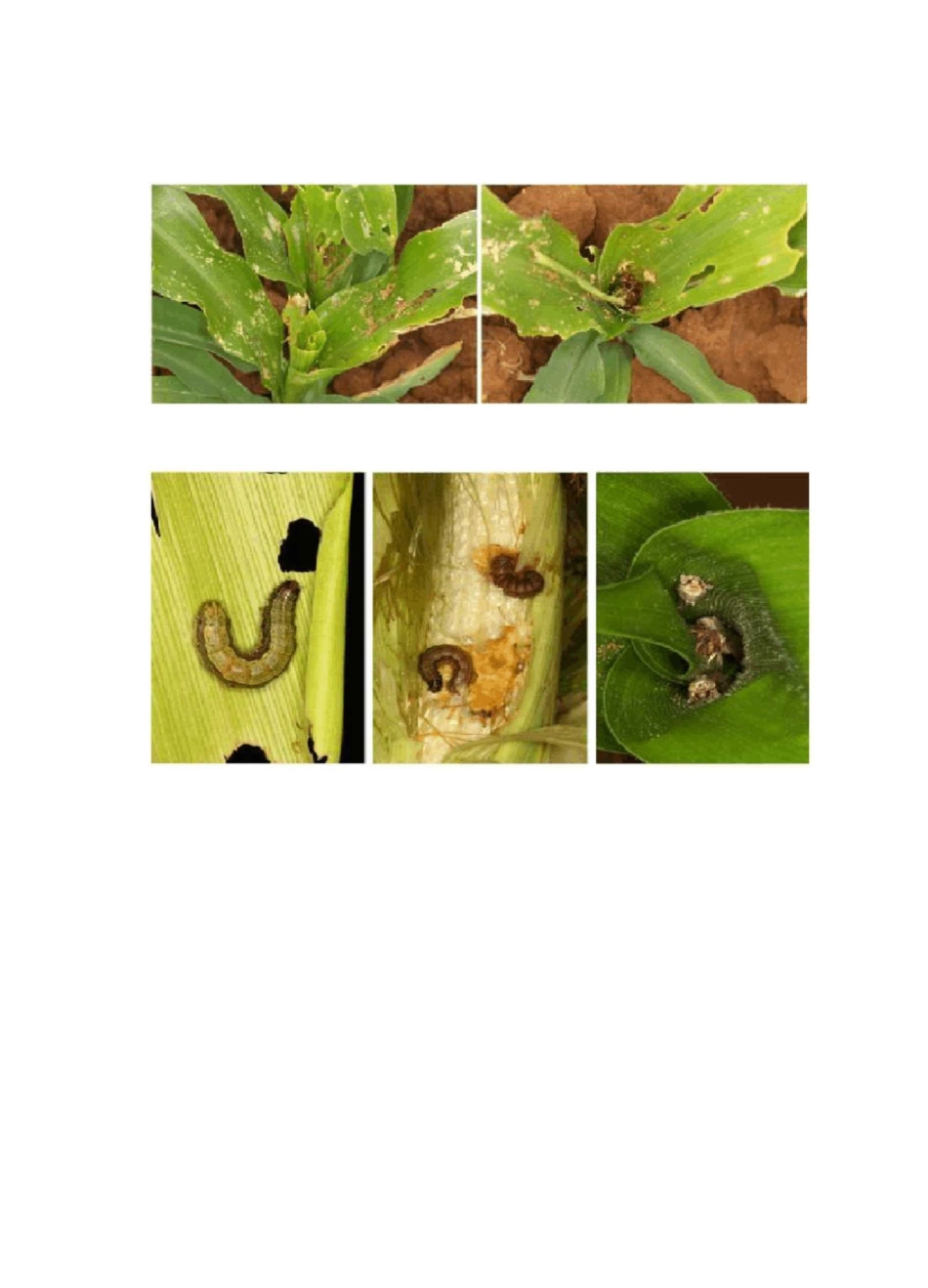 草地贪夜蛾形态特征和生物学习性_第2页