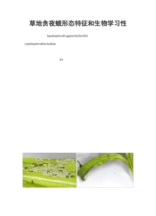 草地贪夜蛾形态特征和生物学习性