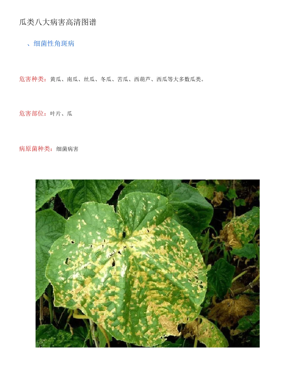 瓜类八大病害高清图谱_第1页