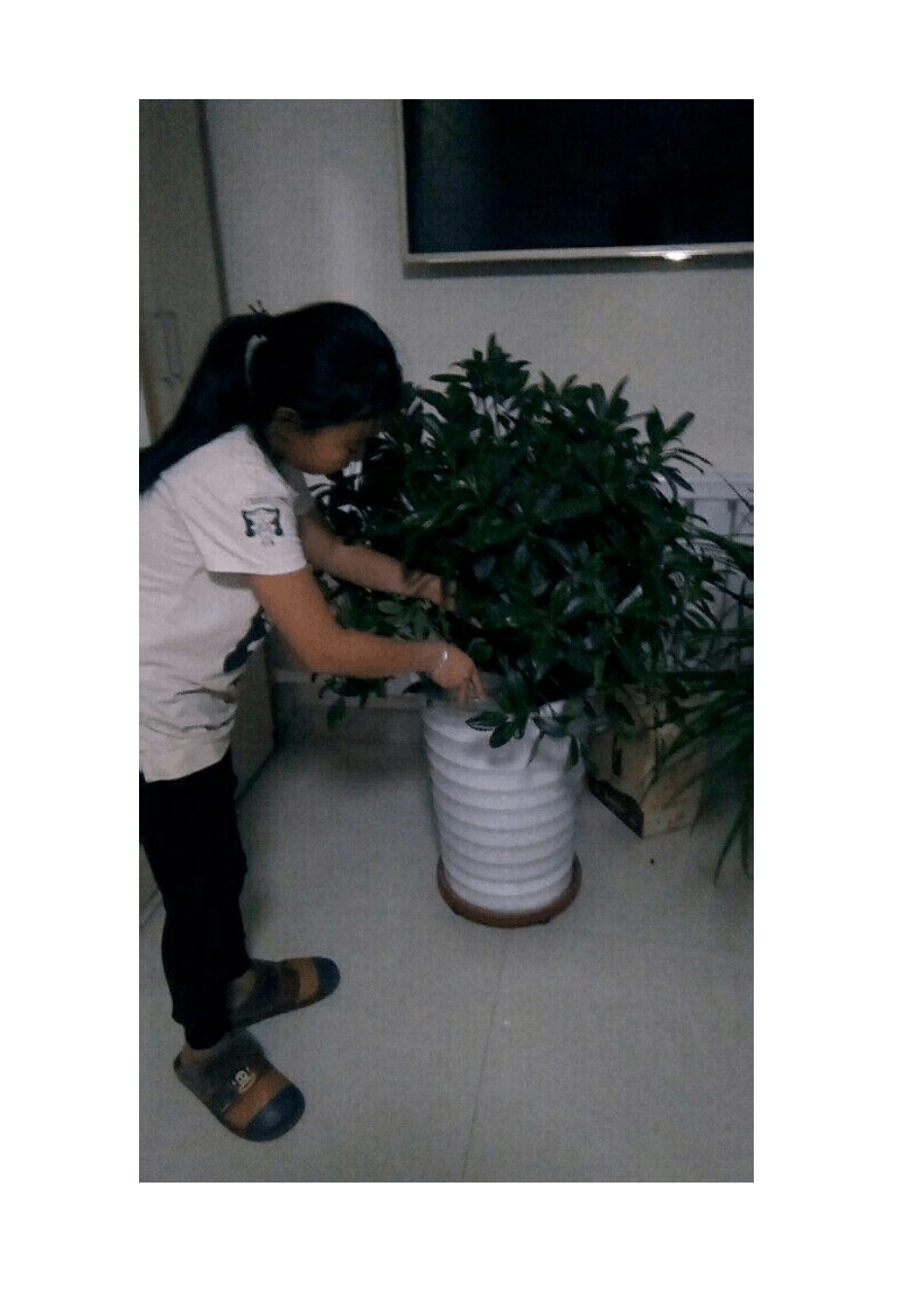 先锋小学12爱绿、护绿活动简报_第3页