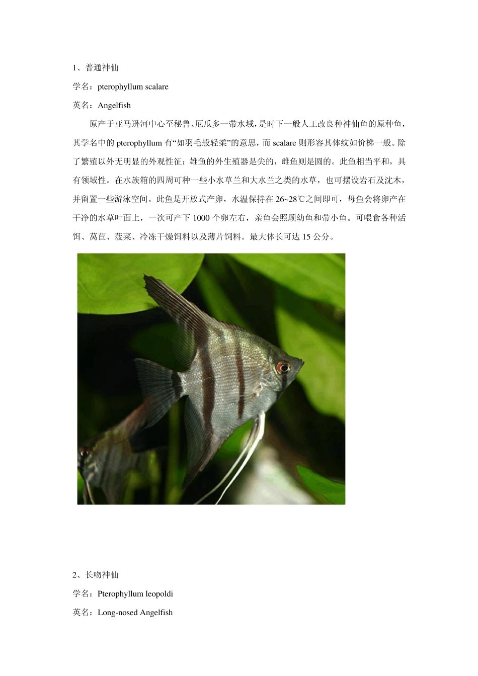 燕鱼品种分类(私人整理)_第1页