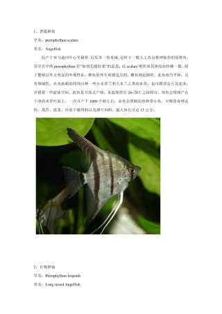 燕鱼品种分类(私人整理)
