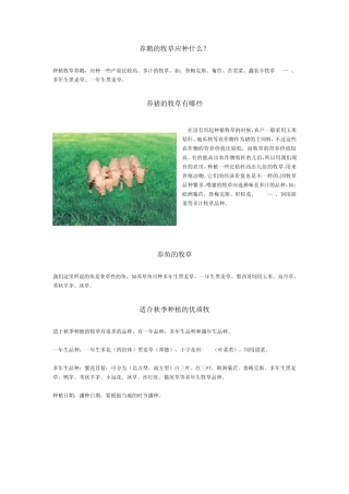 牧草品种介绍