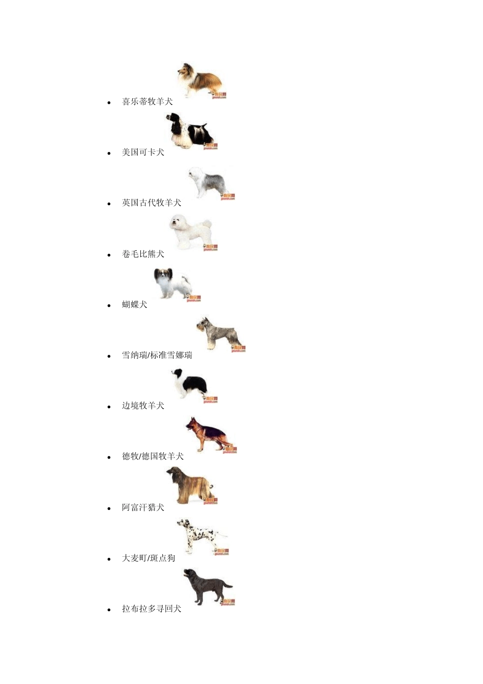 狗狗的品种及图片_第2页