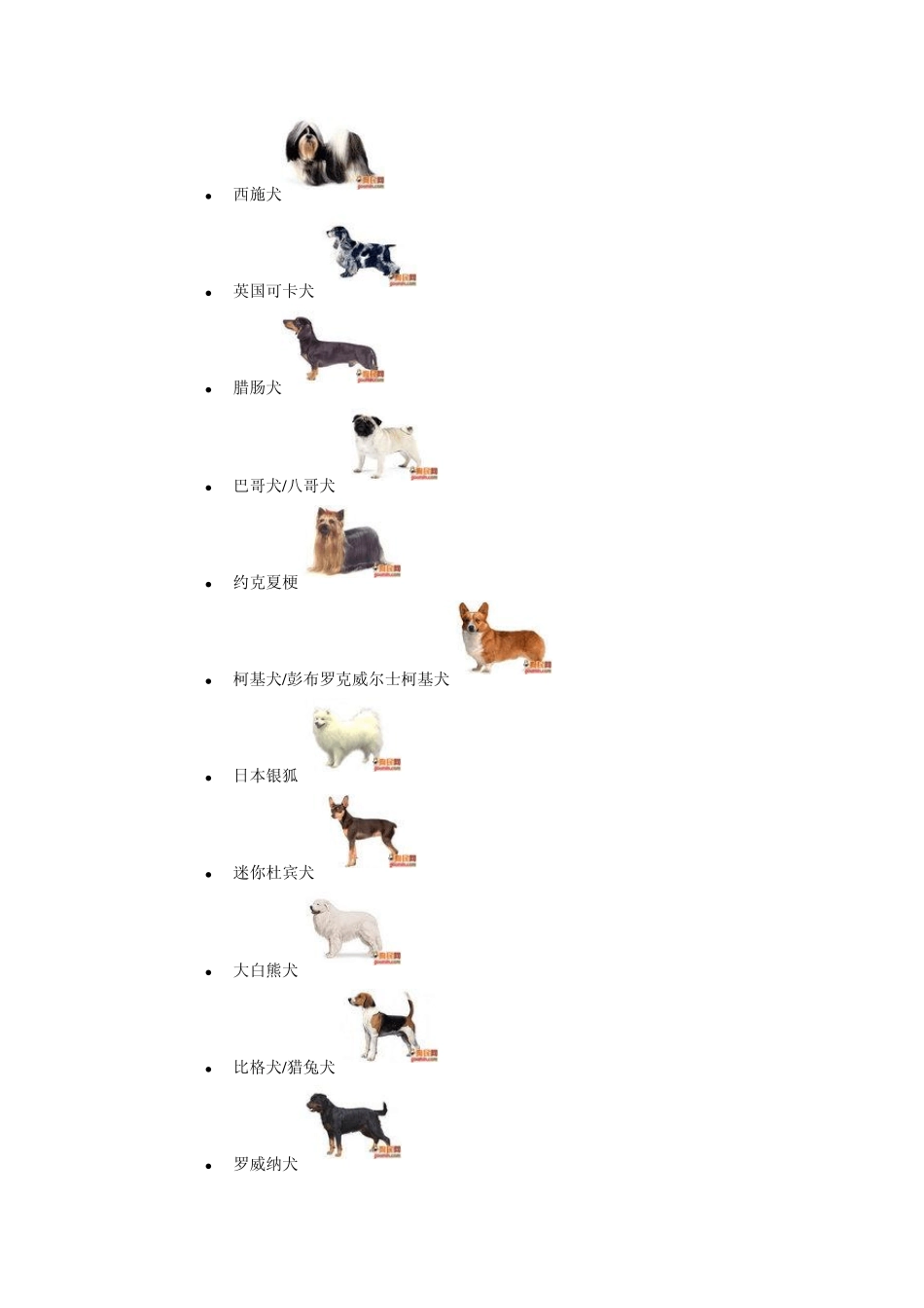 狗狗的品种及图片_第3页