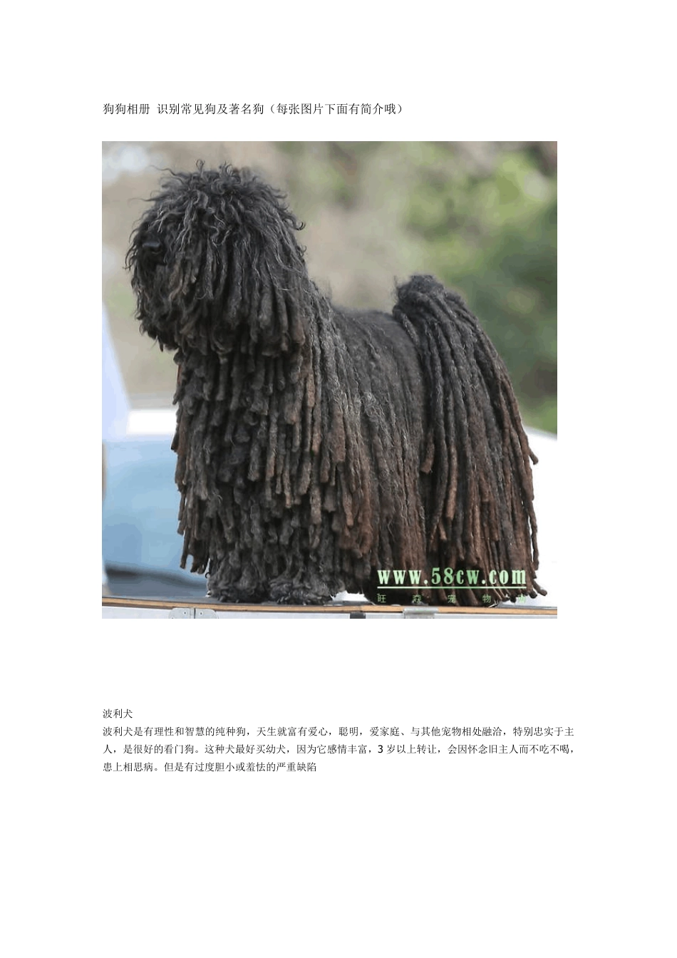 狗狗相册识别常见狗及著名狗_第1页