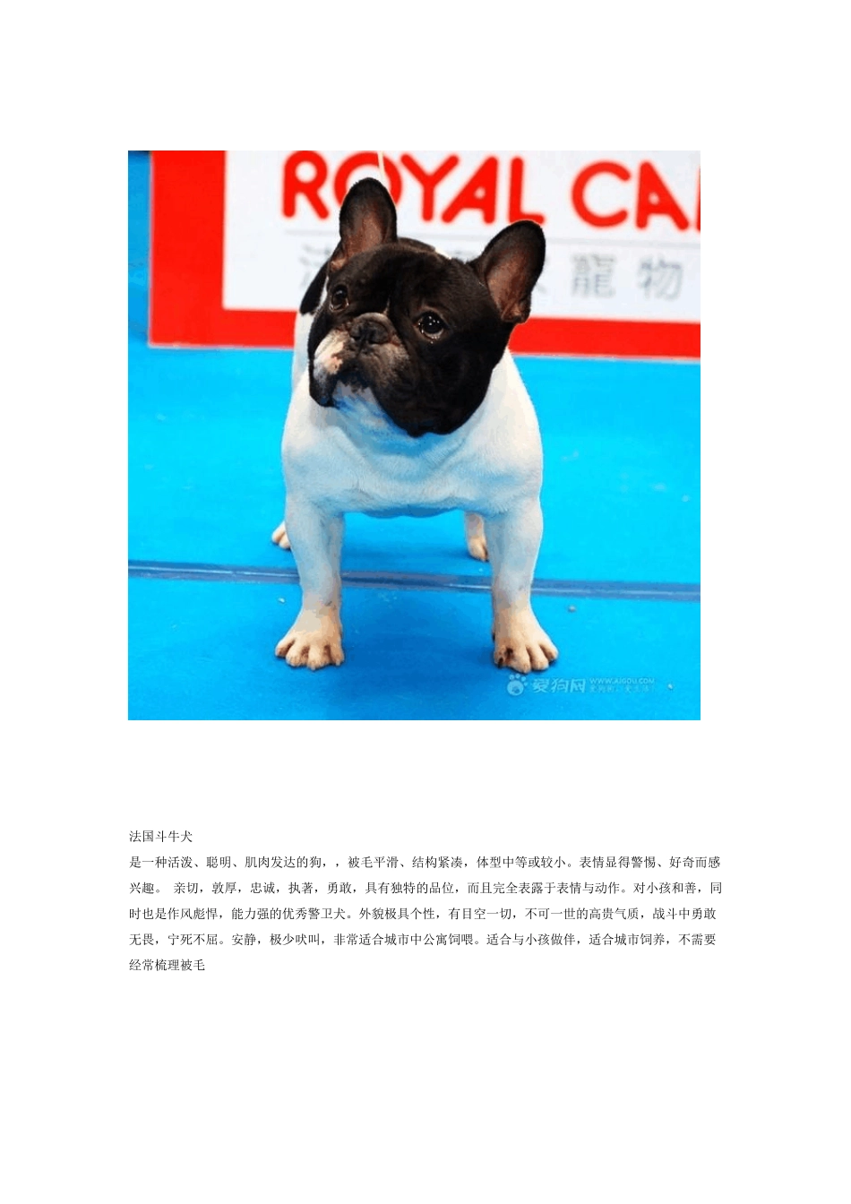 狗狗相册识别常见狗及著名狗_第2页