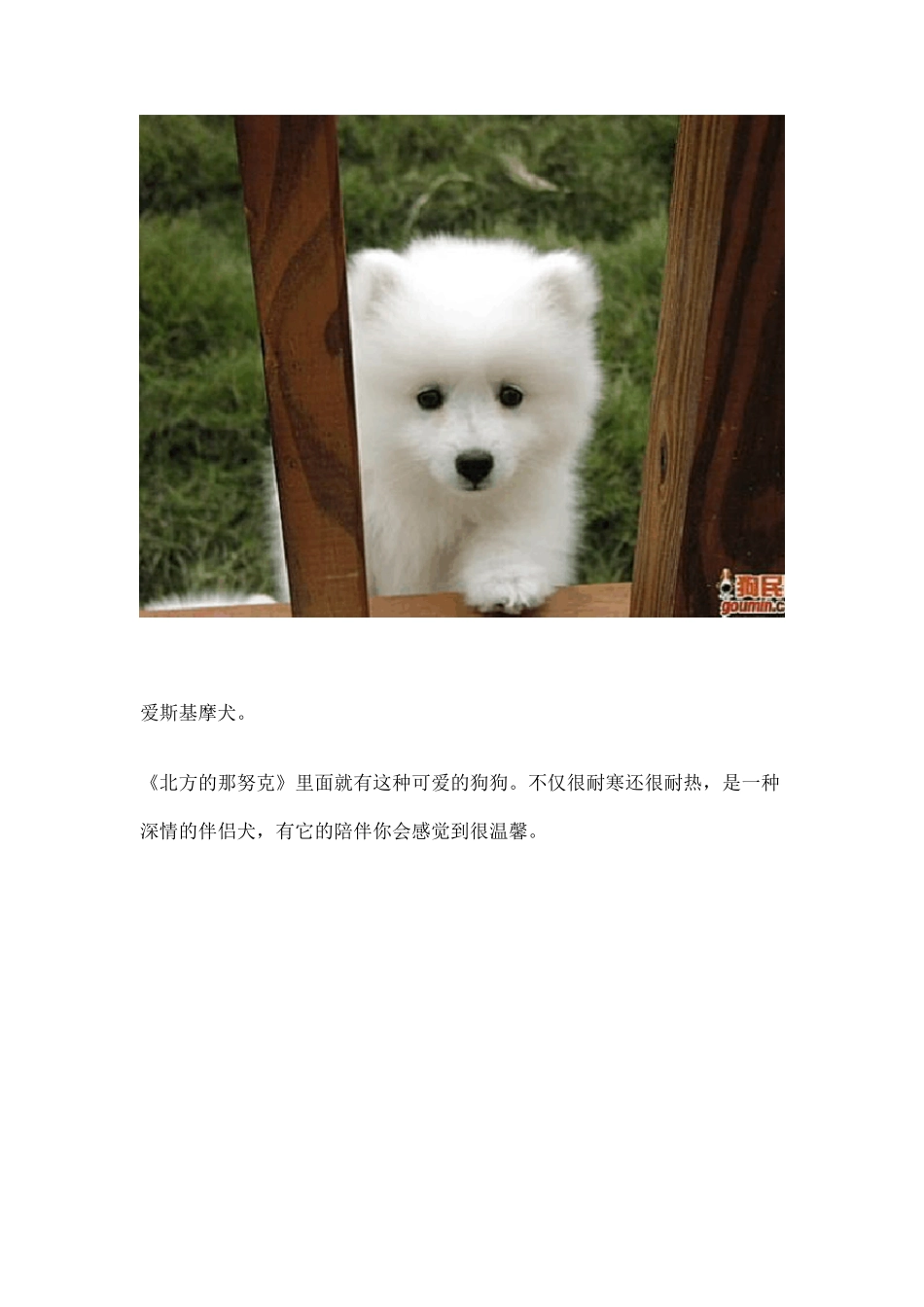 狗狗种类(照片)_第2页