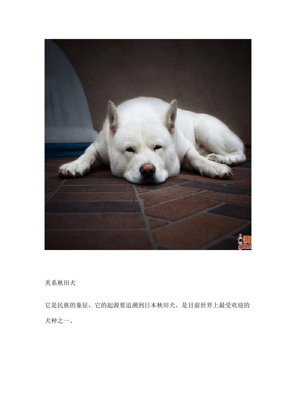 狗狗种类(照片)_第3页