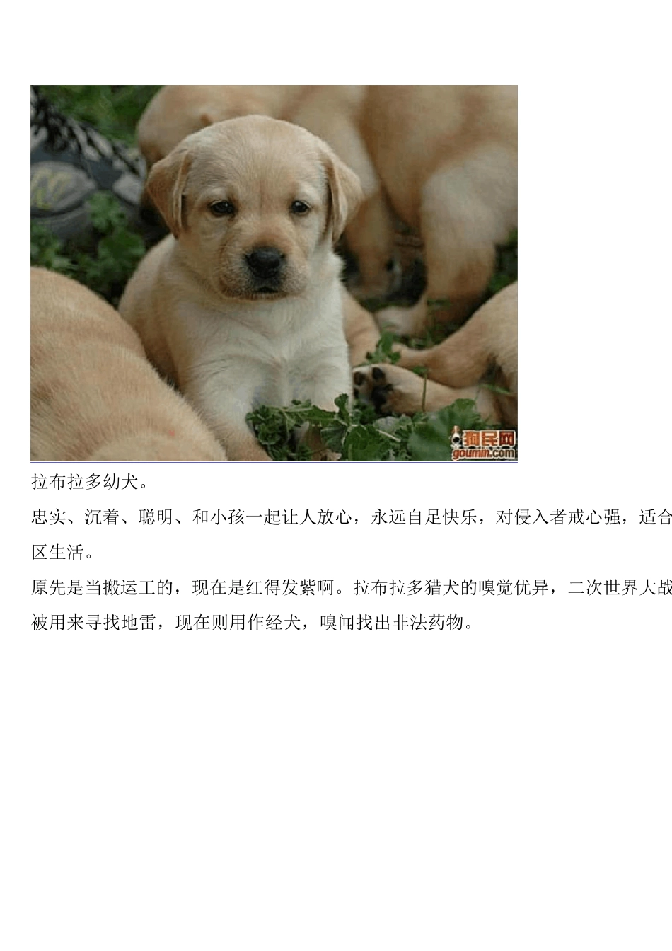 狗狗种类大全(图)_第2页