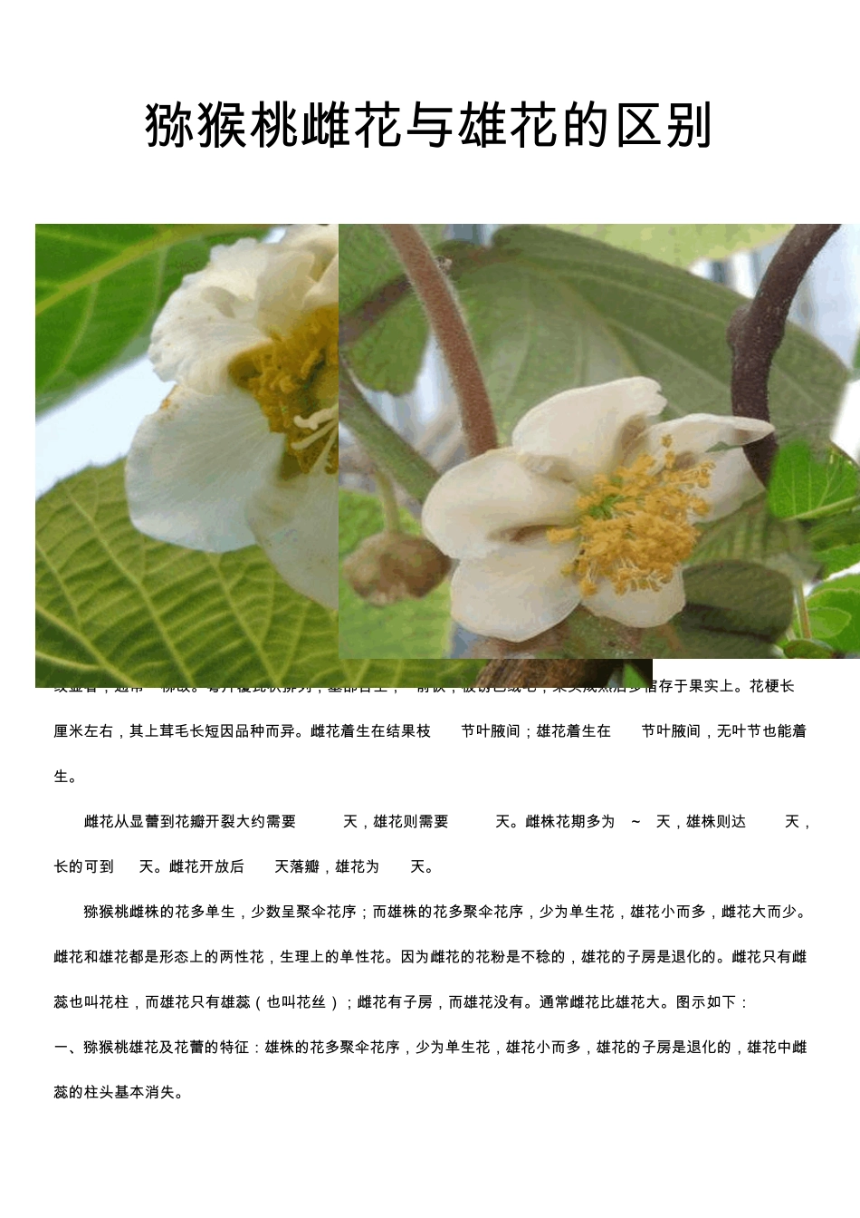 猕猴桃雌花与雄花的区别_第1页