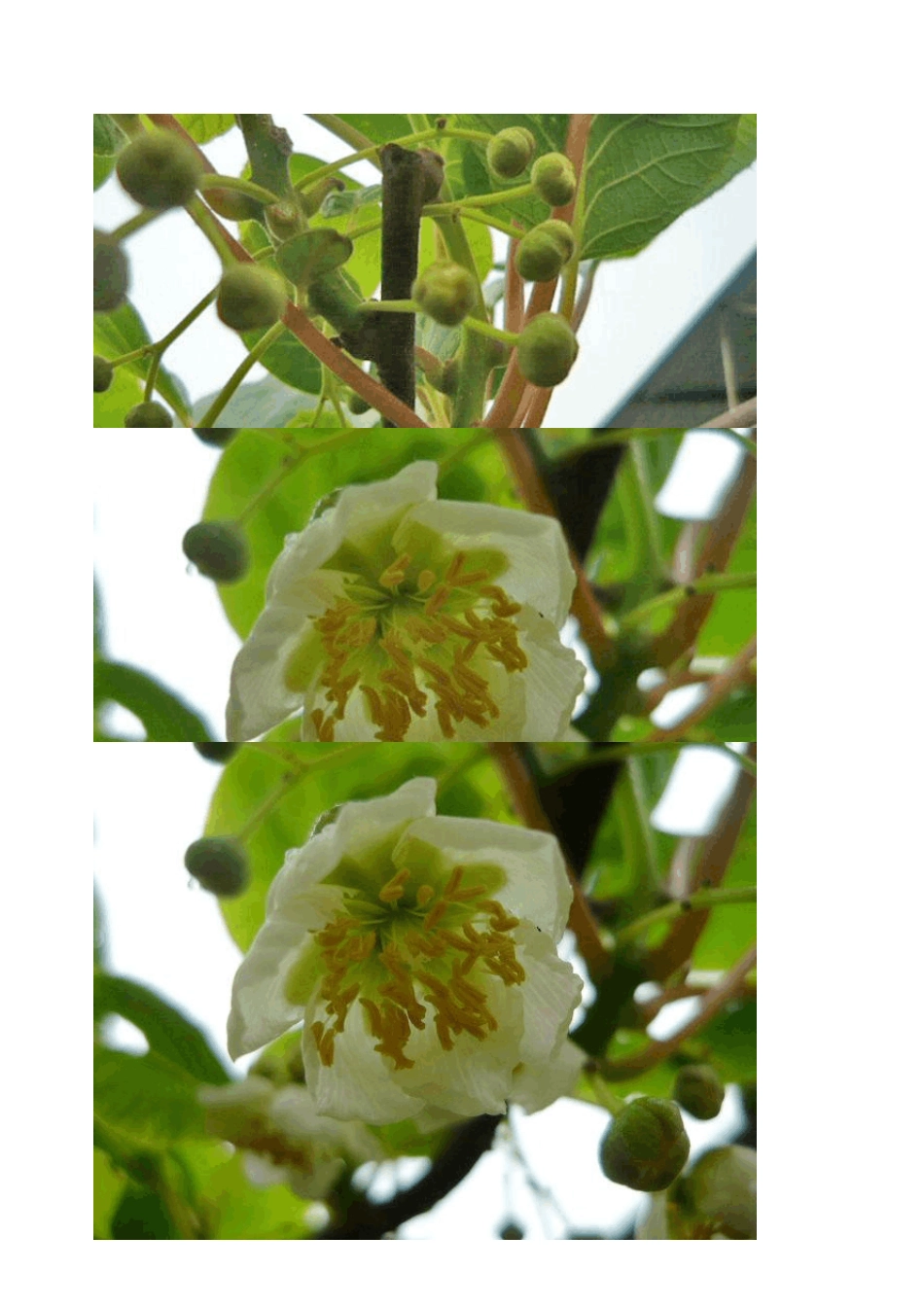 猕猴桃雌花与雄花的区别_第3页