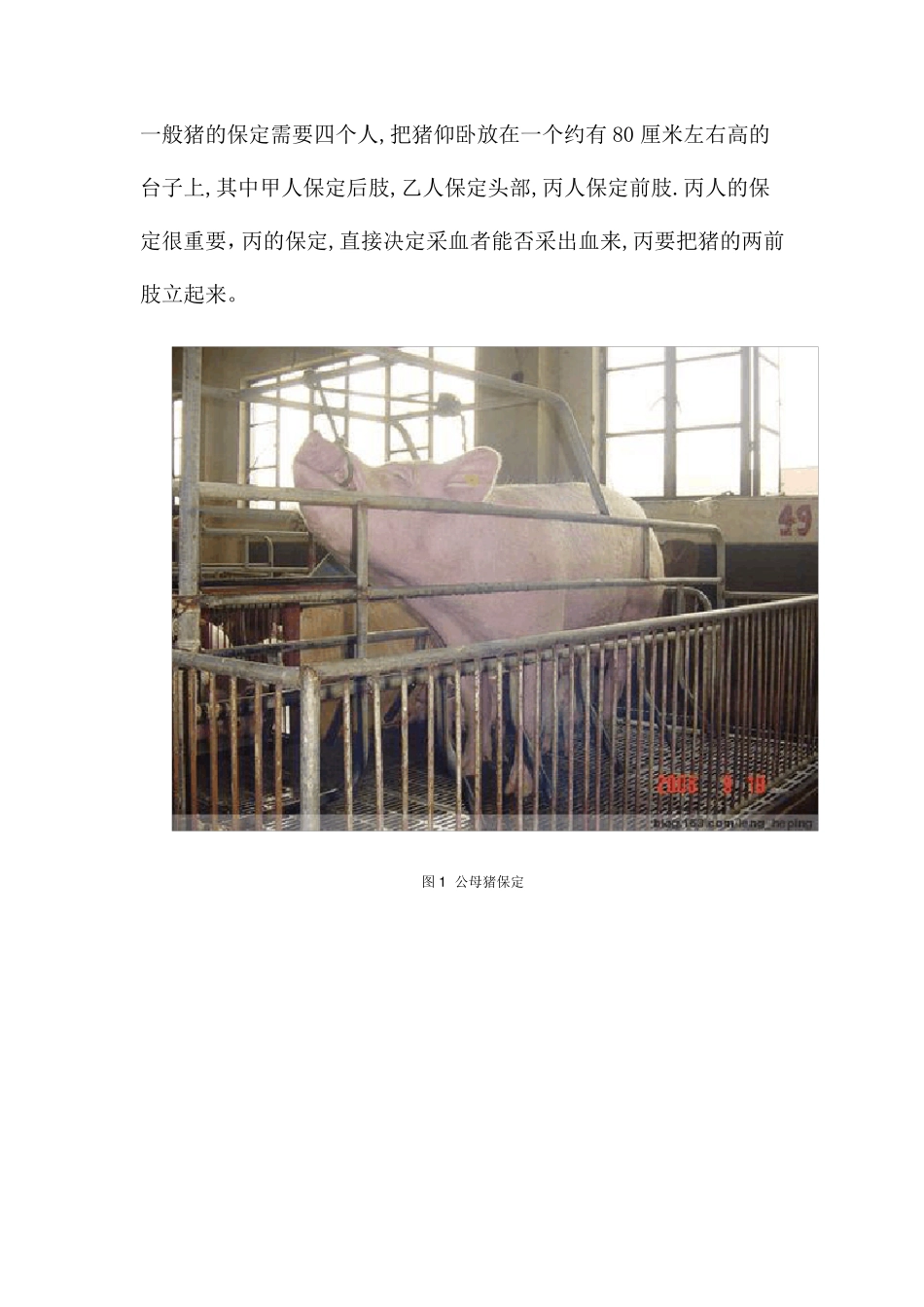 猪前腔静脉采血技术详细解说_第2页