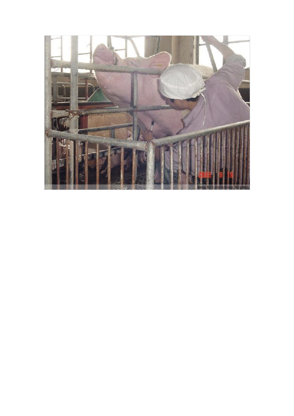 猪前腔静脉采血技术详细解说_第3页