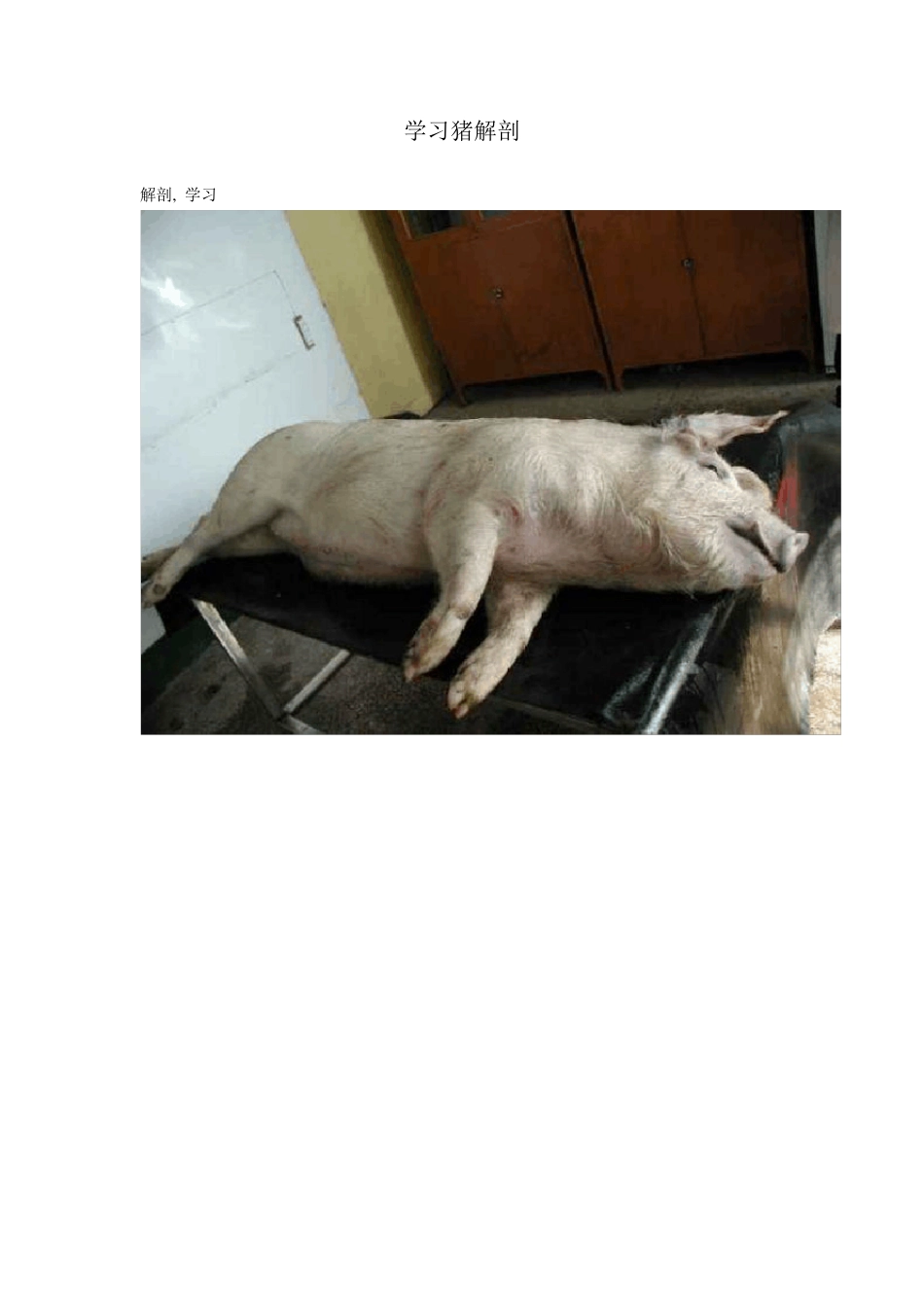 猪的详细解剖图解_第1页