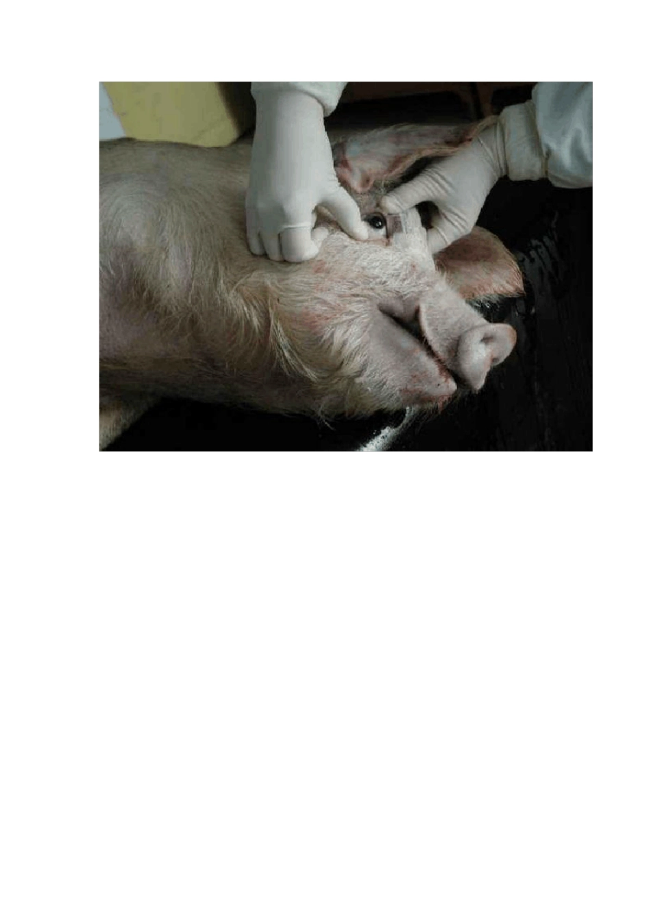 猪的详细解剖图解_第2页